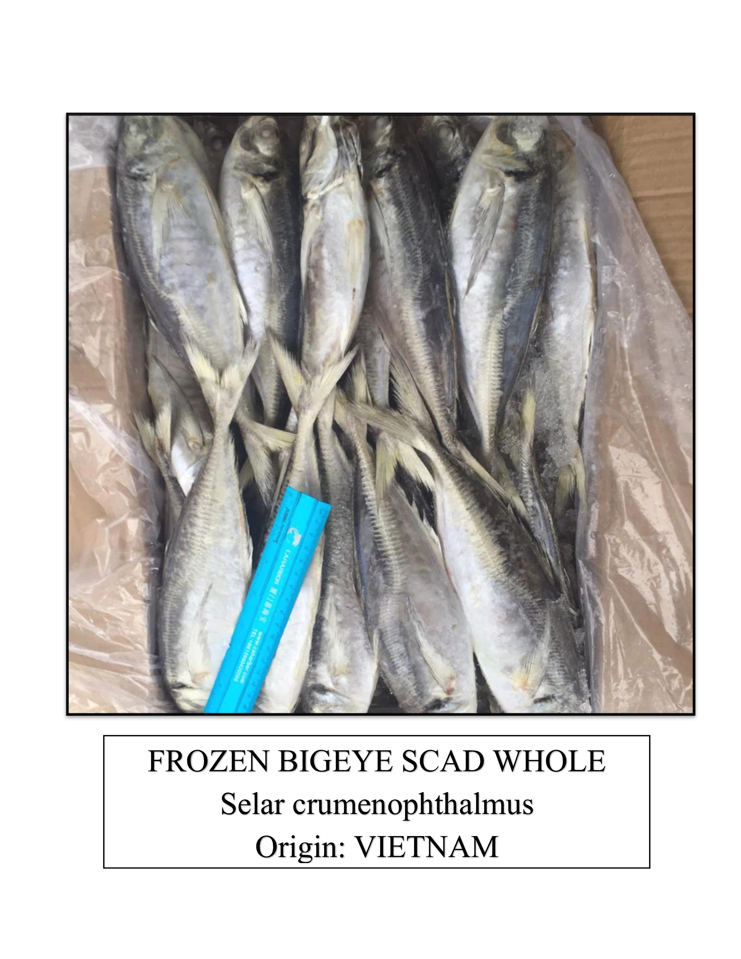 Frozen Bigeye Scad Whole